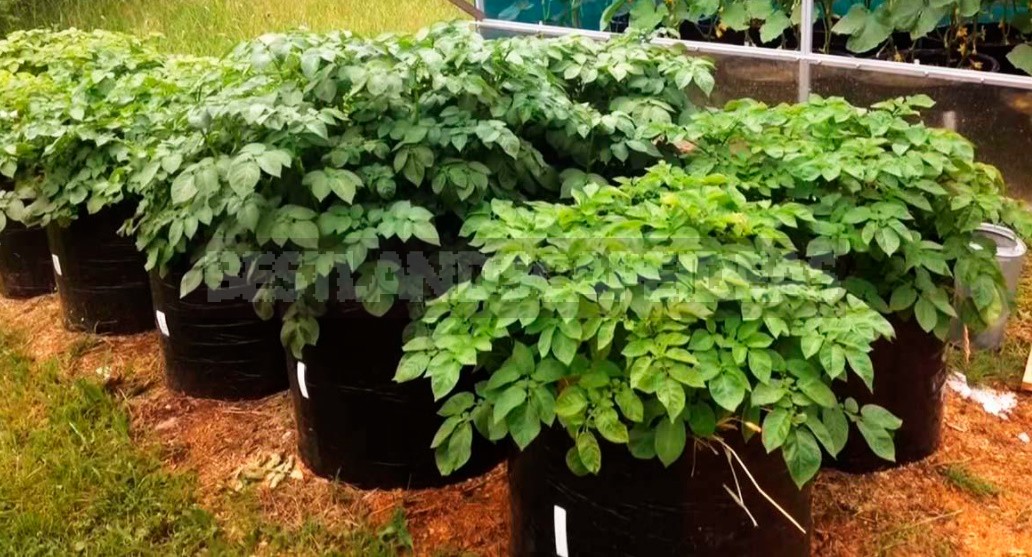 Three Ways To Grow Potatoes In Bags