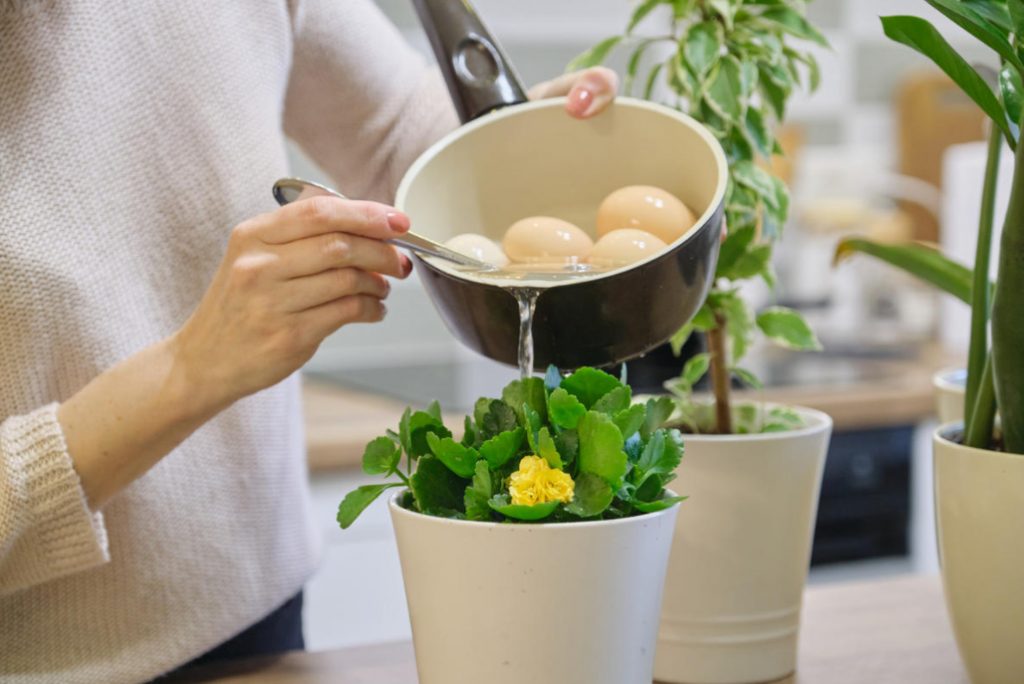 Top Dressing For Indoor Flowers: What And How To Cook At Home