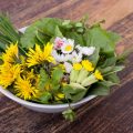 Weeds For a Snack: Unexpected Recipes For Healthy Dishes