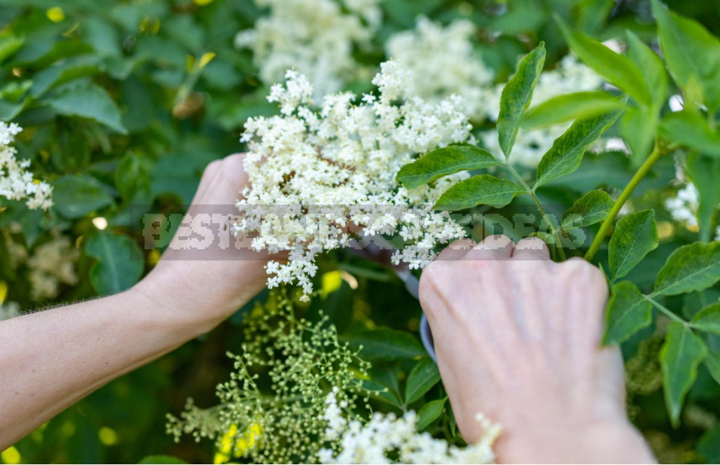 Weeds For a Snack: Unexpected Recipes For Healthy Dishes