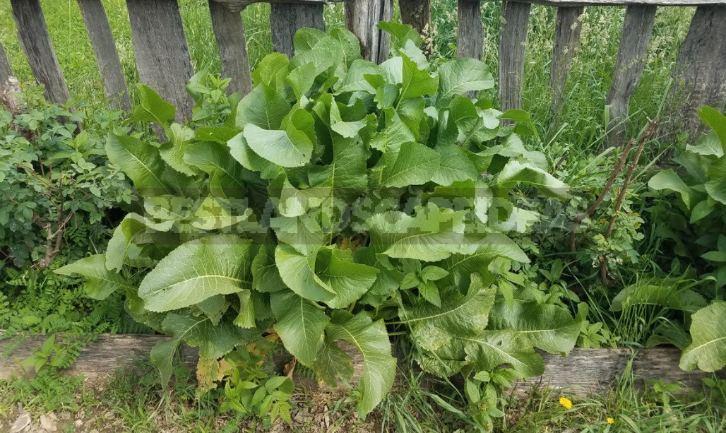 Weeds For a Snack: Unexpected Recipes For Healthy Dishes