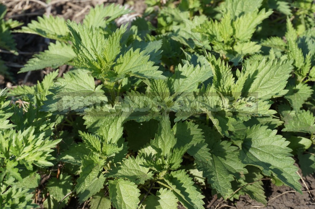 Weeds For a Snack: Unexpected Recipes For Healthy Dishes