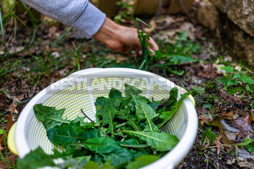 Weeds For a Snack: Unexpected Recipes For Healthy Dishes