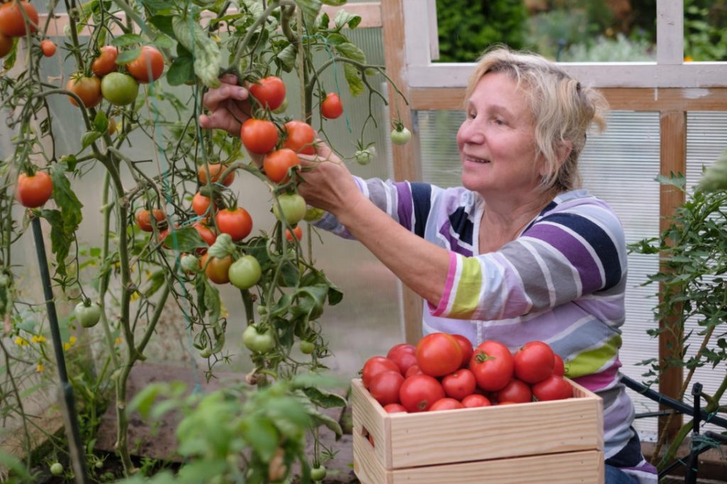 What Do Tomatoes Suffer From And How To Protect Them