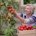 What Do Tomatoes Suffer From And How To Protect Them