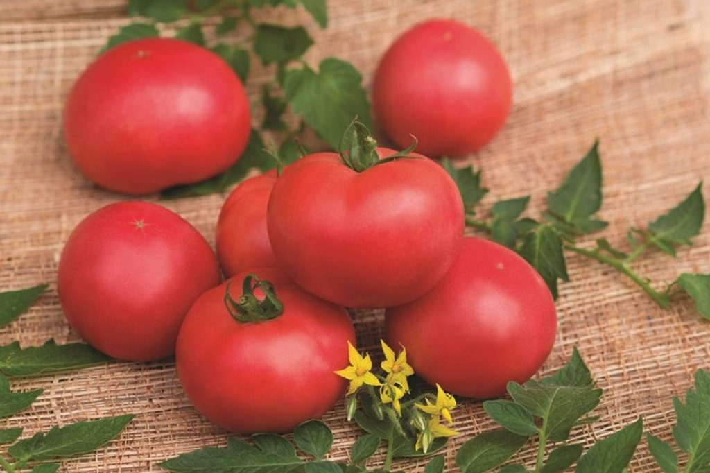 What Do Tomatoes Suffer From And How To Protect Them Best Landscape Ideas