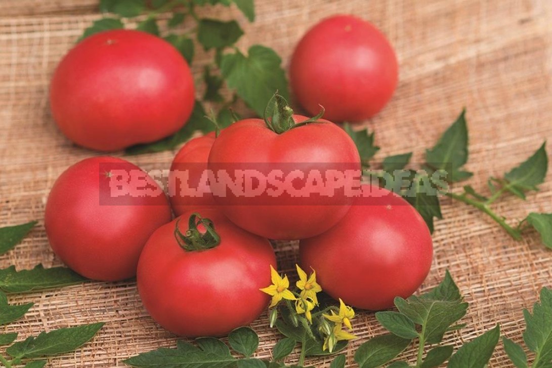What Do Tomatoes Suffer From And How To Protect Them