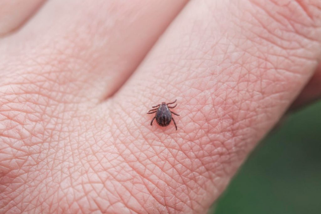 All About Tick Bite: Danger, Vaccinations, Insurance, First Aid