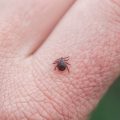 All About Tick Bite: Danger, Vaccinations, Insurance, First Aid