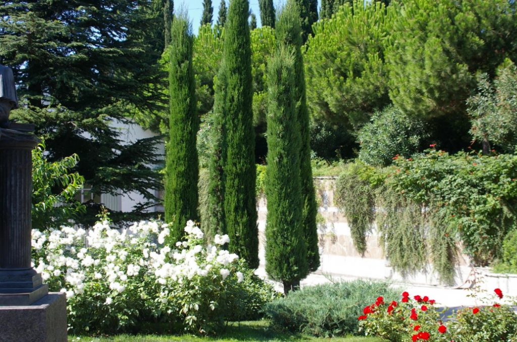 Cypress And Its Relatives: Features Of Cultivation And Reproduction