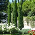 Cypress And Its Relatives: Features Of Cultivation And Reproduction