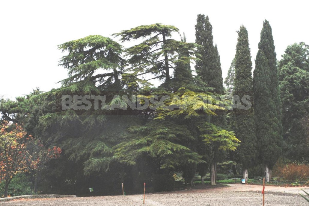 Cypress And Its Relatives: Features Of Cultivation And Reproduction