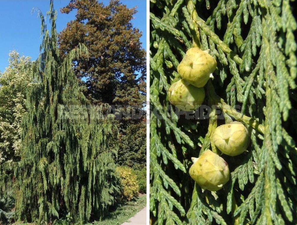 Cypress And Its Relatives: Features Of Cultivation And Reproduction