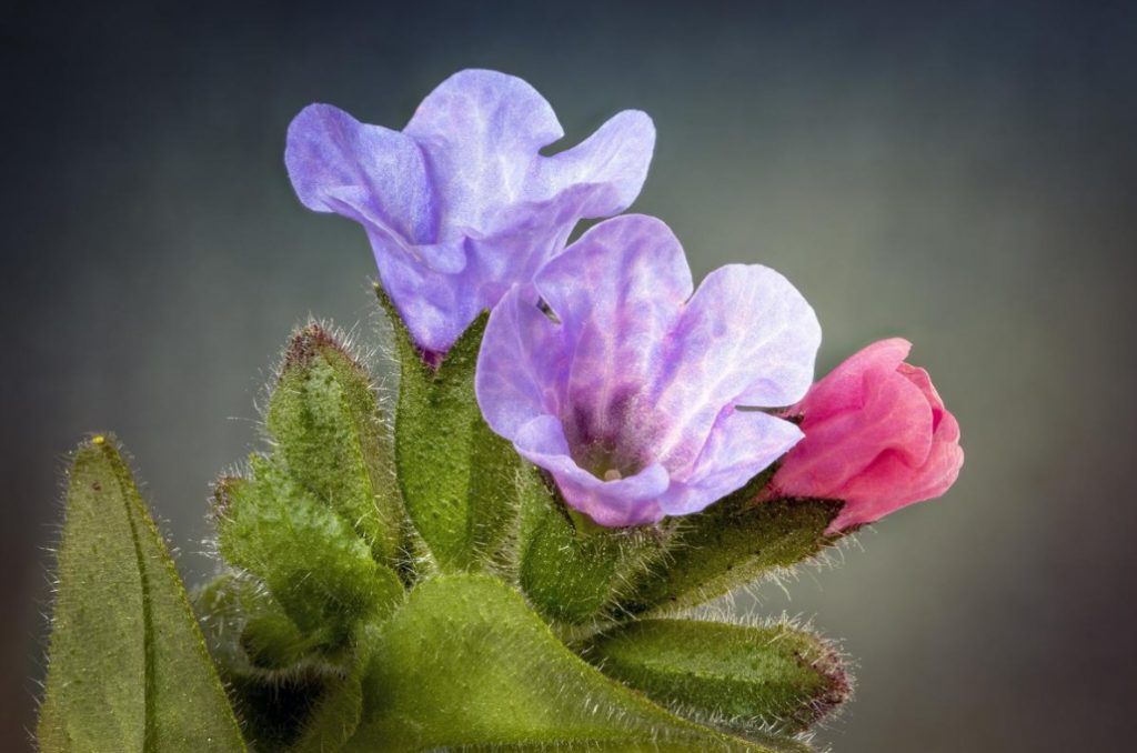 Forest Primroses In The Garden. Types, Varieties, Photos
