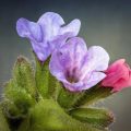 Forest Primroses In The Garden. Types, Varieties, Photos