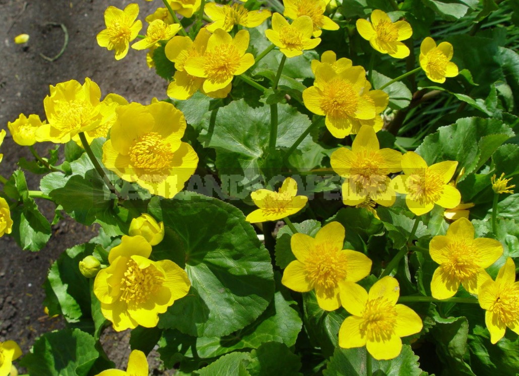 Forest Primroses In The Garden. Types, Varieties, Photos