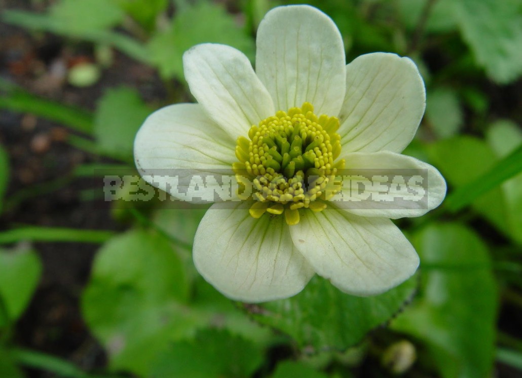 Forest Primroses In The Garden. Types, Varieties, Photos