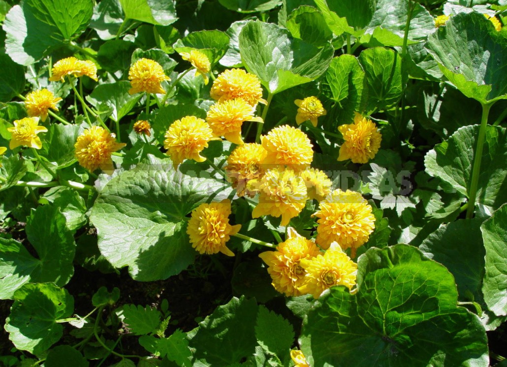 Forest Primroses In The Garden. Types, Varieties, Photos