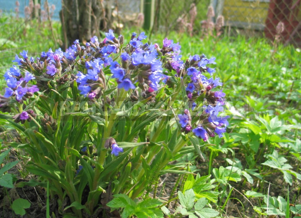 Forest Primroses In The Garden. Types, Varieties, Photos