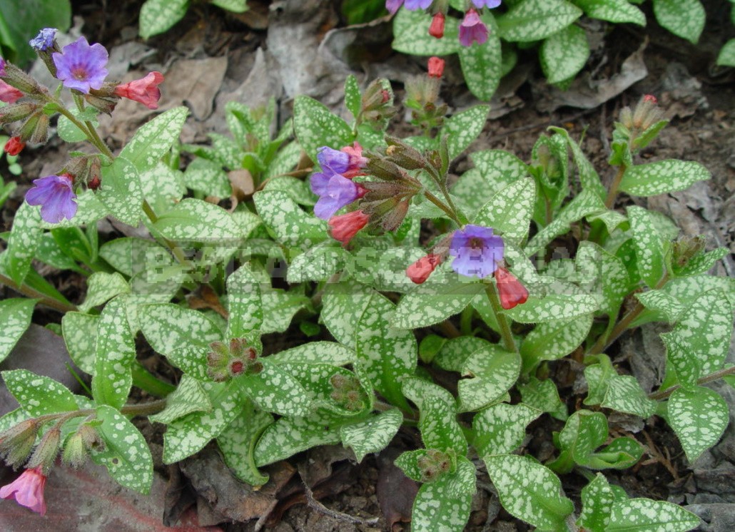 Forest Primroses In The Garden. Types, Varieties, Photos