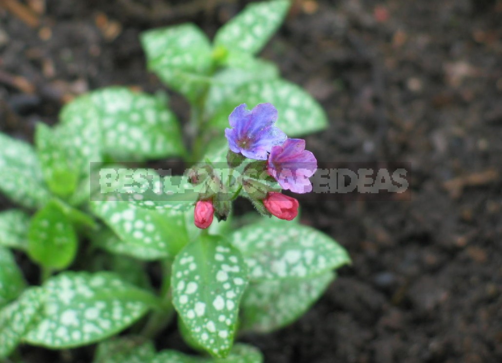 Forest Primroses In The Garden. Types, Varieties, Photos