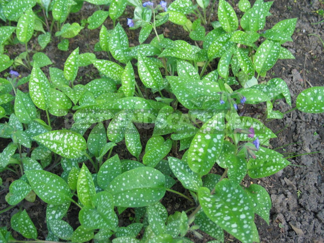 Forest Primroses In The Garden. Types, Varieties, Photos