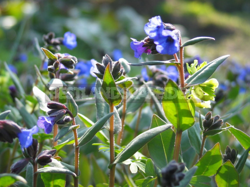 Forest Primroses In The Garden. Types, Varieties, Photos