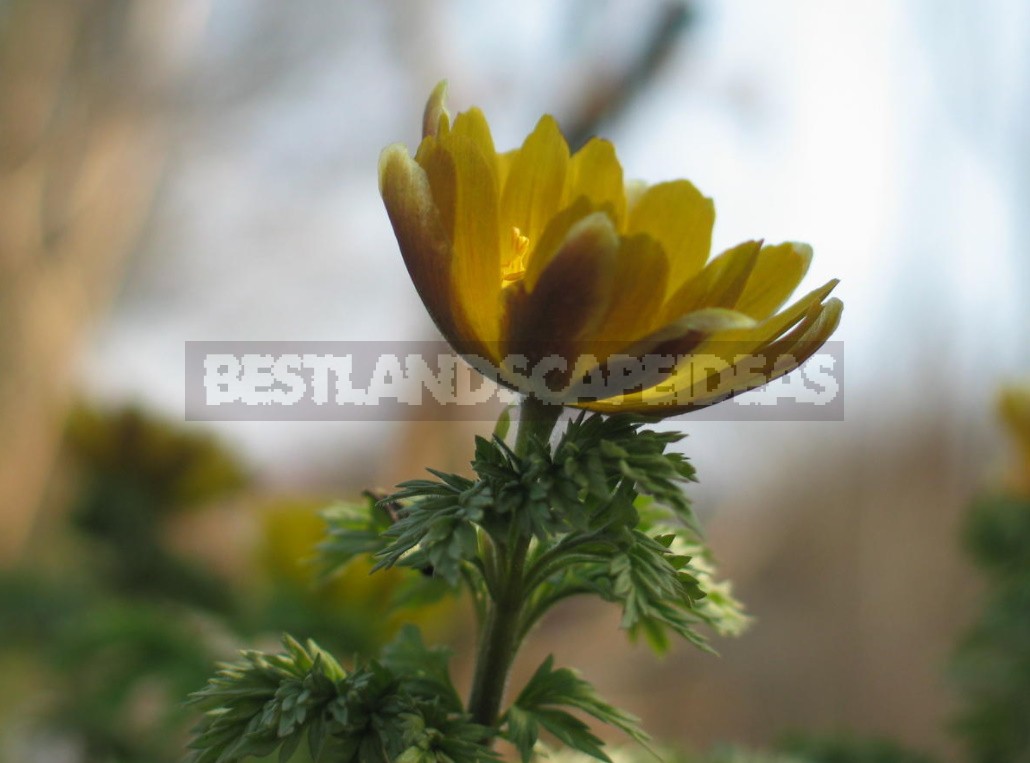 Forest Primroses In The Garden. Types, Varieties, Photos