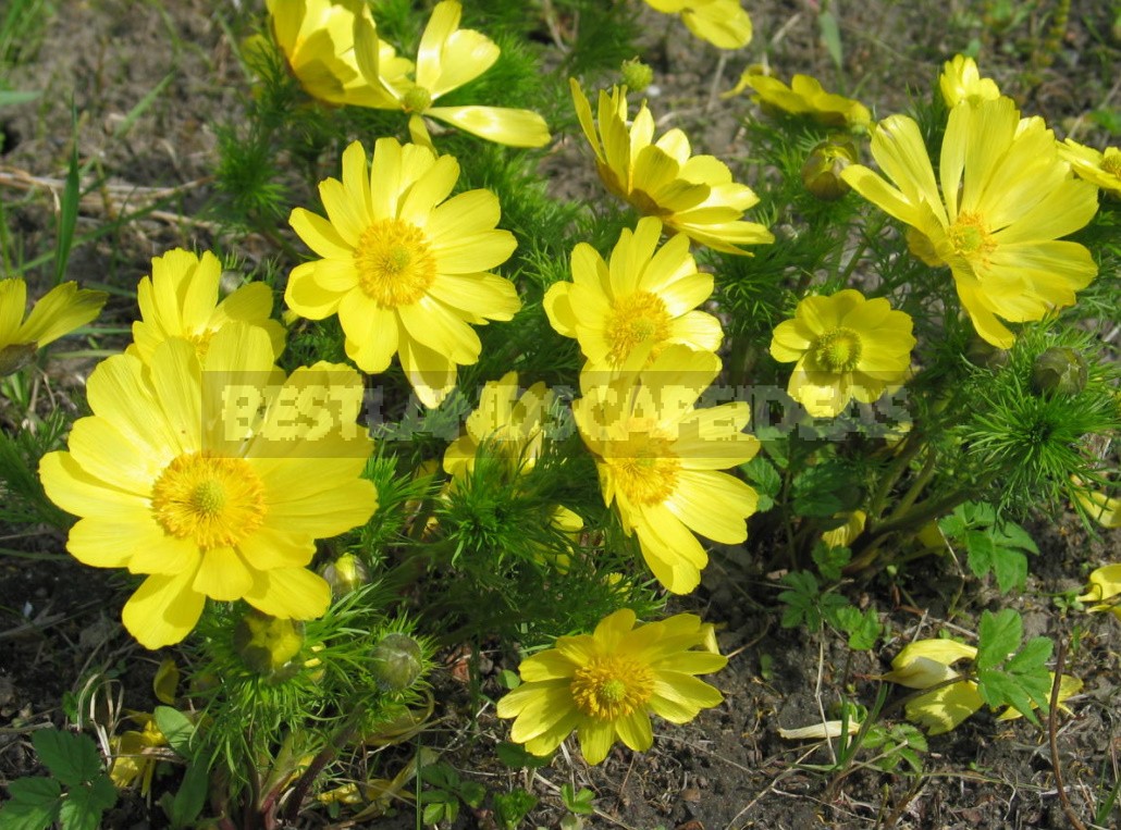 Forest Primroses In The Garden. Types, Varieties, Photos