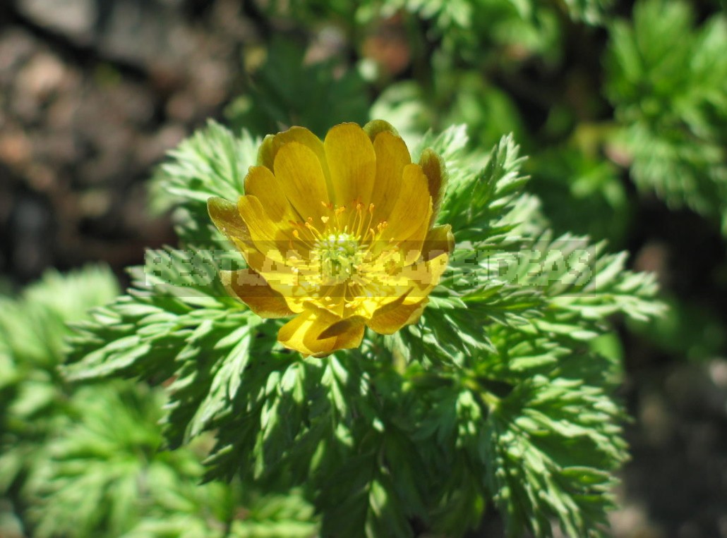 Forest Primroses In The Garden. Types, Varieties, Photos