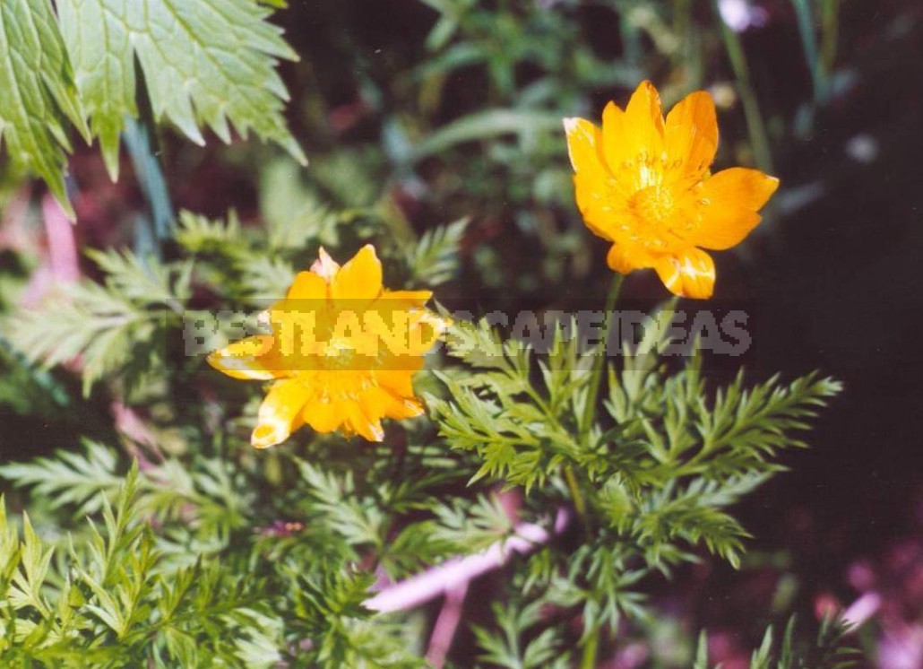 Forest Primroses In The Garden. Types, Varieties, Photos