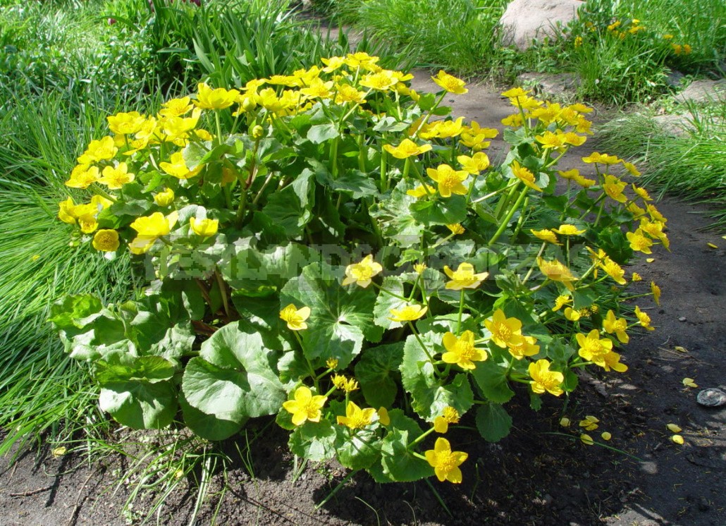 Forest Primroses In The Garden. Types, Varieties, Photos