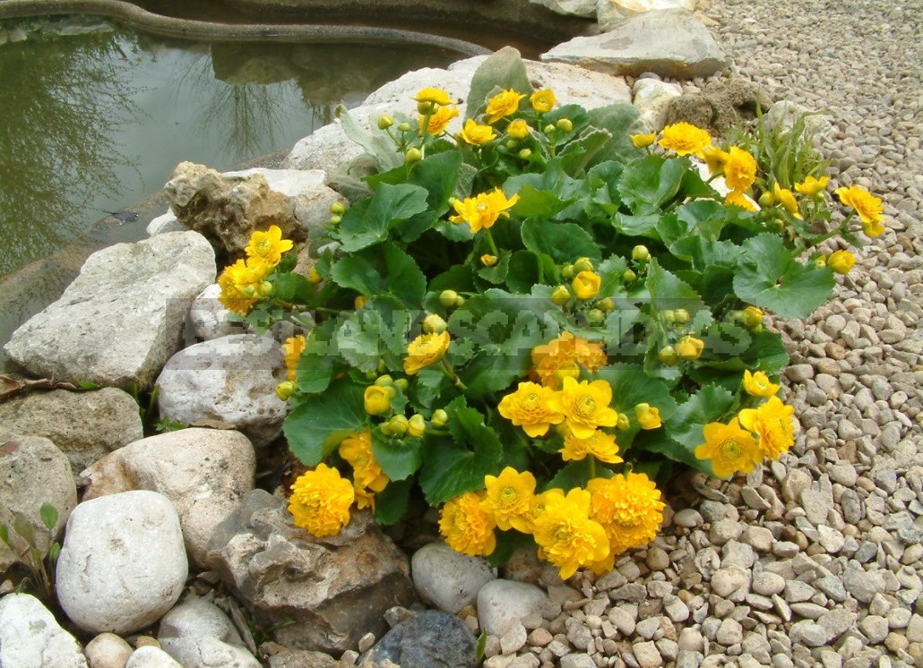 Forest Primroses In The Garden. Types, Varieties, Photos