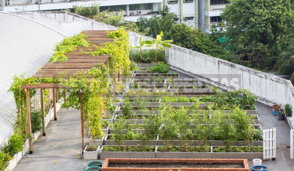 Heavy Metal: Are The Vegetables From Your Garden As Safe As You Think