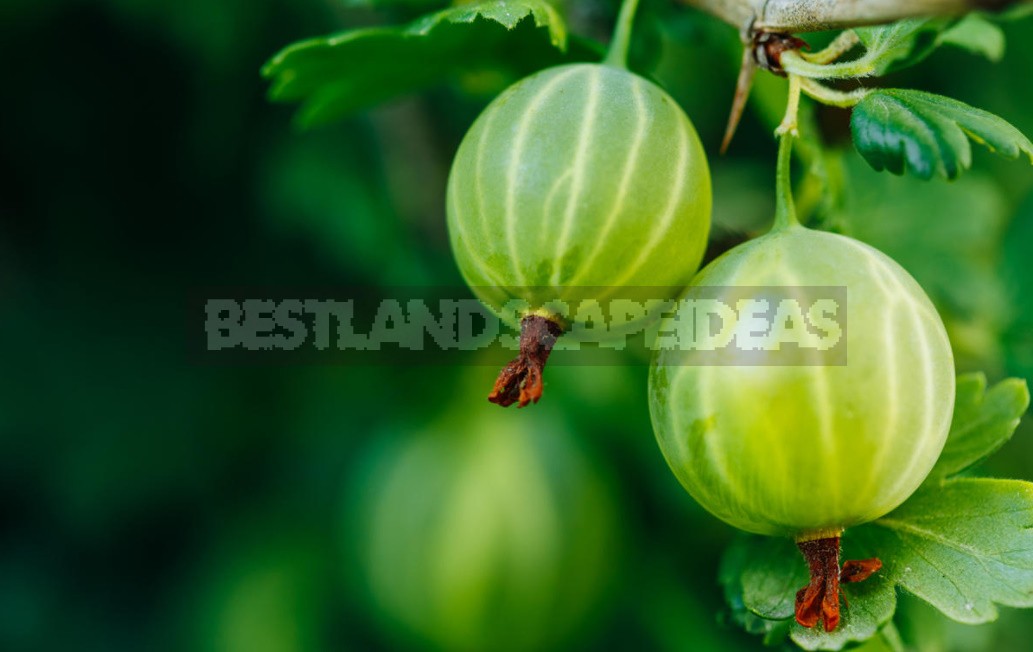 Heavy Metal: Are The Vegetables From Your Garden As Safe As You Think