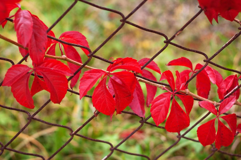 How To Refine a Mesh Fence: Practical, Cute And Bold Ideas