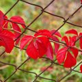 How To Refine a Mesh Fence: Practical, Cute And Bold Ideas
