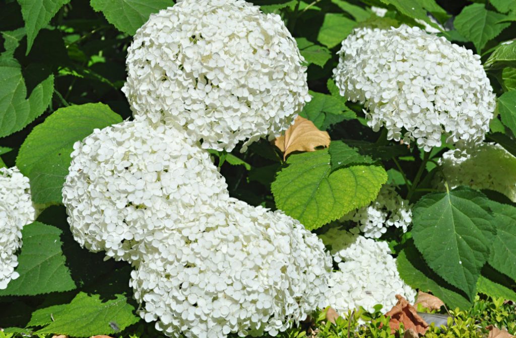 Hydrangea Arborescens Pruning