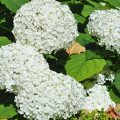 Hydrangea Arborescens Pruning