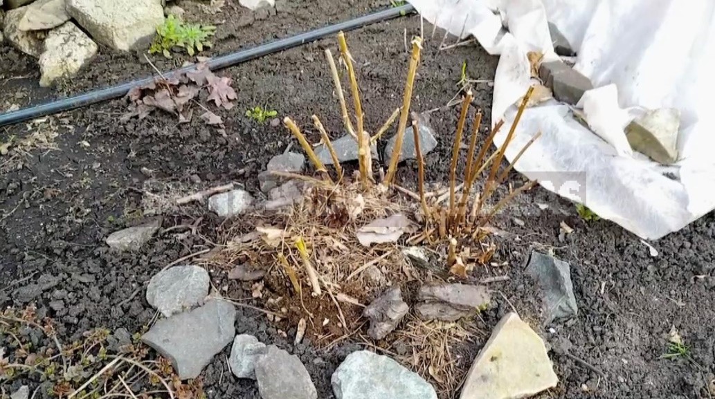 Hydrangea Arborescens Pruning