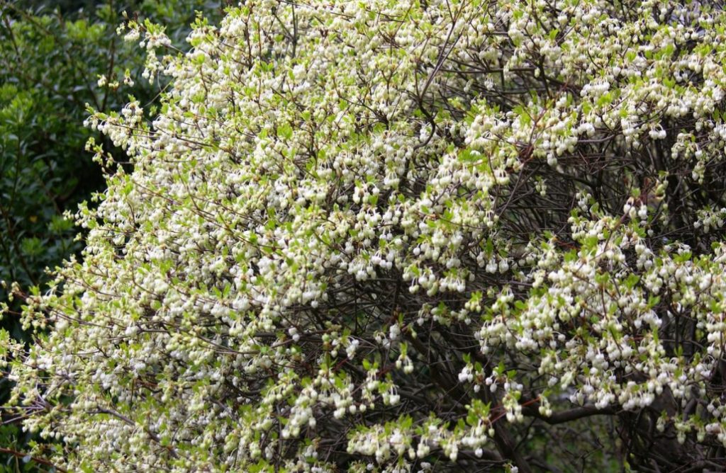 Lily Of The Valley And Strawberry Trees