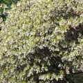 Lily Of The Valley And Strawberry Trees