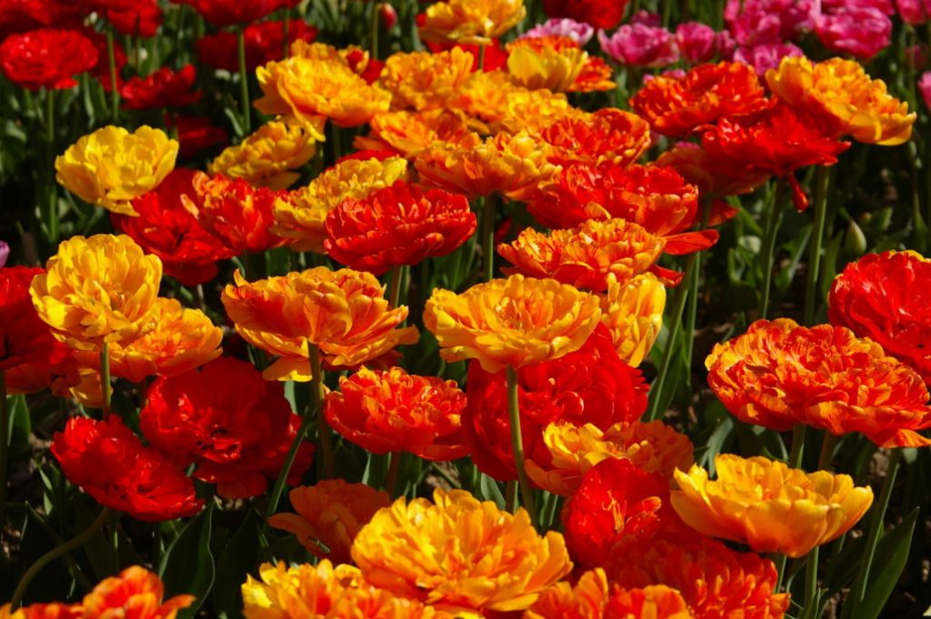 Terry Tulips: a Selection Of The Most Spectacular Varieties (Part 1)