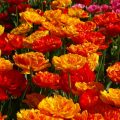 Terry Tulips: a Selection Of The Most Spectacular Varieties (Part 1)