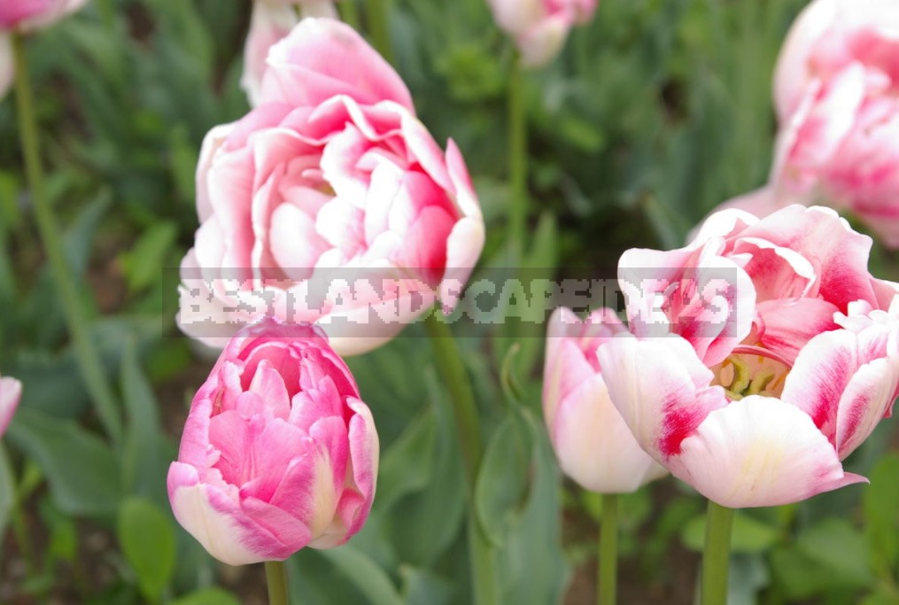 Terry Tulips: a Selection Of The Most Spectacular Varieties (Part 2)