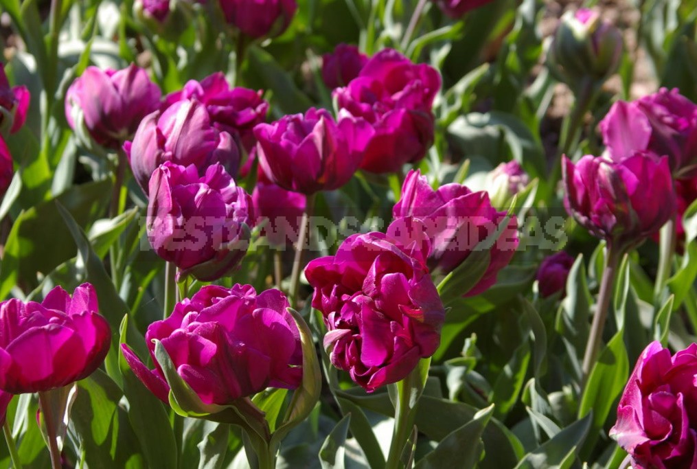 Terry Tulips: a Selection Of The Most Spectacular Varieties (Part 2)