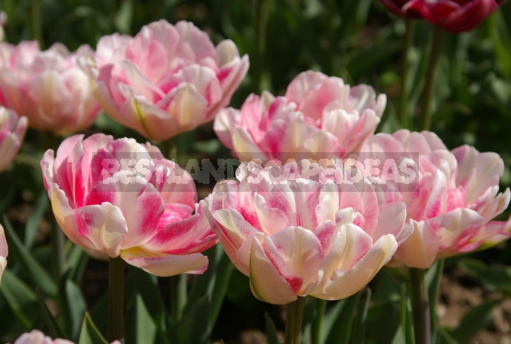 Terry Tulips: a Selection Of The Most Spectacular Varieties (Part 2)