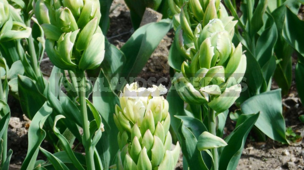 Terry Tulips: a Selection Of The Most Spectacular Varieties (Part 2)