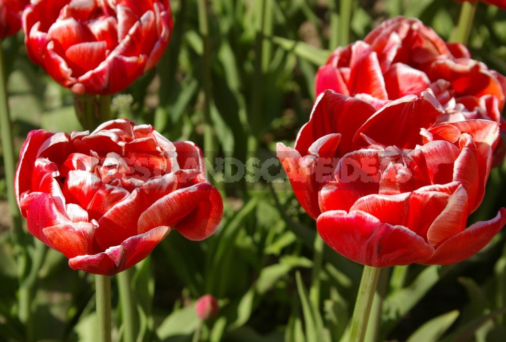 Terry Tulips: a Selection Of The Most Spectacular Varieties (Part 2)