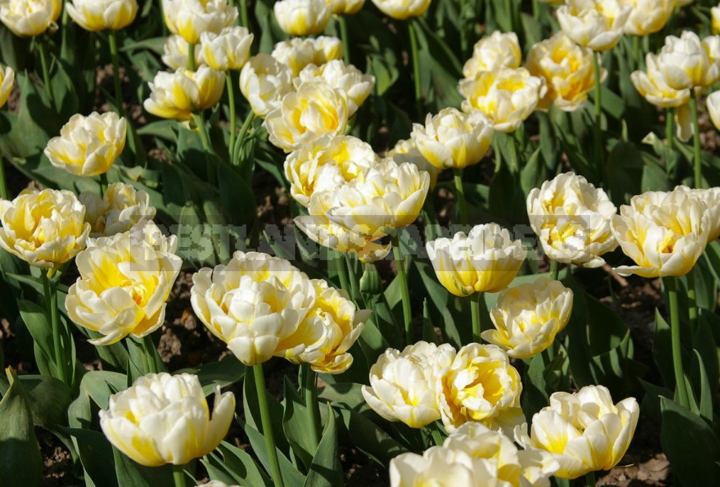 Terry Tulips: a Selection Of The Most Spectacular Varieties (Part 2)